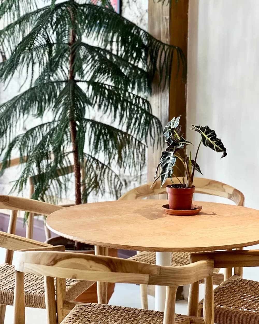 Salle de Claude : table ronde en bois clair, plante en pot et grand araucaria près de la vitrine